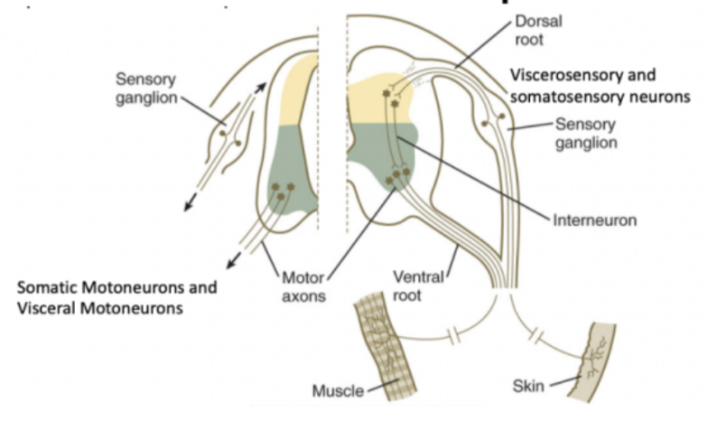 <ul><li><p>While alar &amp; basal plate are forming, the neural crest cells on the side that didn’t migrate will form the sensory ganglia along with the placodes — forming the dorsal roots </p><ul><li><p>Neurons going outside to periphery <u>centrifugal</u>, going inside from periphery is <u>centripetal&nbsp;</u> (referring to sensory ganglia but also all neurons in general)</p><ul><li><p>Axons of centripetal sensory neurons go in from periphery reaching spinal cord from the dorsal root</p></li><li><p>Axons of centrifugal motor neurons go out to periphery from the ventral root (to the derivatives of a somite) </p></li></ul></li></ul></li><li><p>In basal plate — origination of motor neurons — innvervate &amp; control muscle fibers originating from somites next to them </p><ul><li><p>On each segment of the spinal cord on either side the dorsal root &amp; ventral root come together to form a spinal nerve (spinal nerve = mixed)</p><ul><li><p>2 spinal nerves per segment</p></li></ul></li></ul></li></ul>