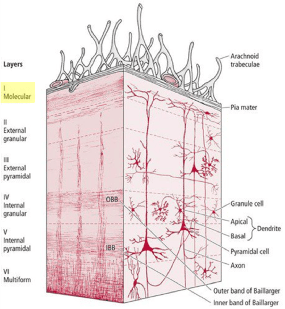 <p>molecular layer</p>