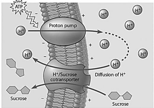 Based on the figure below, which of these experimental treatments would increase the rate of sucrose transport into a plant cell?