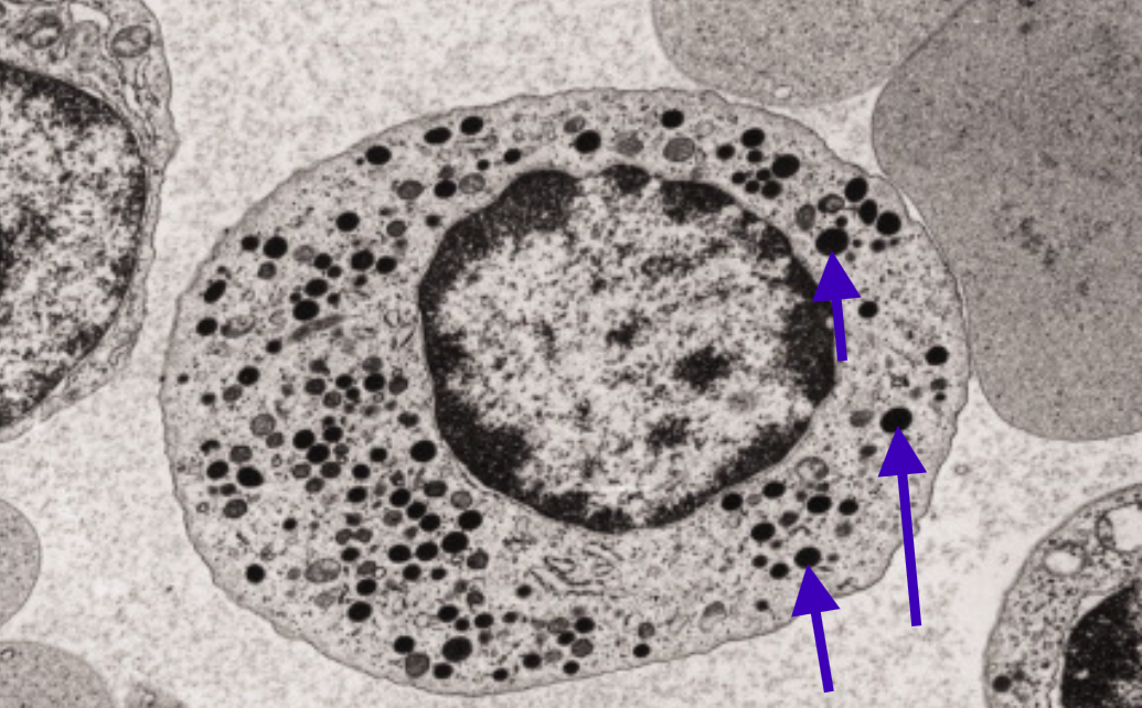 term image