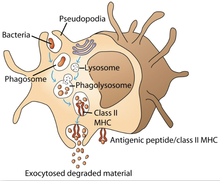 <p>cell eating. macrophages have receptors for antibody (Fc receptor) &amp; complement (CR1). antigen coated with antibody binds to macrophages, which then gets eaten </p>