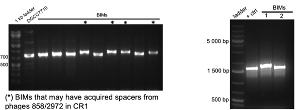 <ul><li><p>The BIM might show a higher band for CR1 or Cr3 – new spacer acquired +66 bp </p></li><li><p>WT products should be ~730 bp for CR1 and ~1200-1500 bp for CR3 </p><ul><li><p>If your BIM acquires a spacer in CR1 it will not acquire a spacer in CR3 and vice versa – only acquired once in one of the loci </p></li></ul></li><li><p>If you have BIMs that may have acquired spacers → send for sequencing</p></li></ul><p>No height differences?</p><ul><li><p>Maybe it acquired a spacer in one of the other 4 CRISPR-Cas systems in <em>S. thermophilus</em></p></li><li><p>Other ways a bacteria can interfere with phage infection</p></li></ul><p></p>