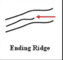 <p>ridge ending</p>