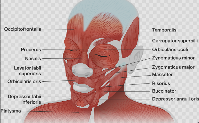 <p><span><span>Muscles of Mastication (chewing/grinding) are the masseter and temporalis.</span></span></p>