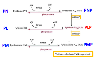 <p>yes, but the formation of PLP is riboflavin dependent </p>