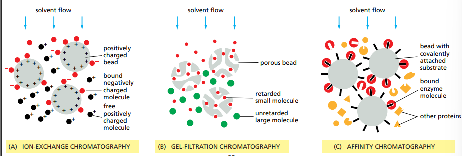 <ul><li><p>Ion-exchange chromatography (uses charge).</p></li><li><p>Hydrophobic chromatography (uses hydrophobicity)</p></li><li><p>Size-exclusion chromatography (Uses molecular weight)</p></li><li><p>Affinity chromatography (Uses ability to bind to small molecules)</p></li></ul><p></p>