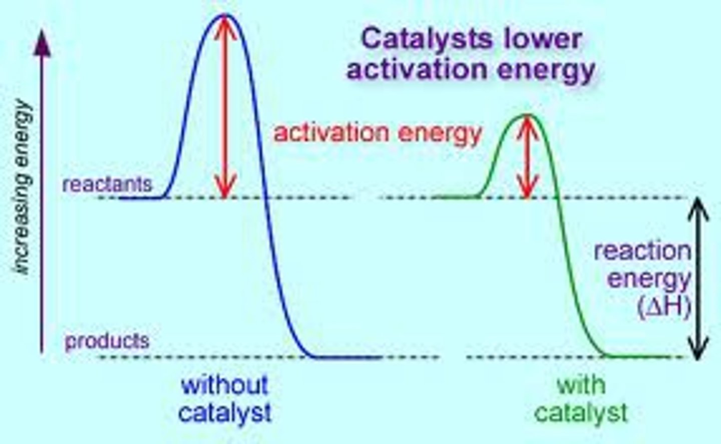 <p>substances which LOWER the activation energy by providing an alternative mechanism to speed up the rate of reaction</p><p>-> Lower Ea --> more molecules w/ necessary Ea and fav. orientation</p>