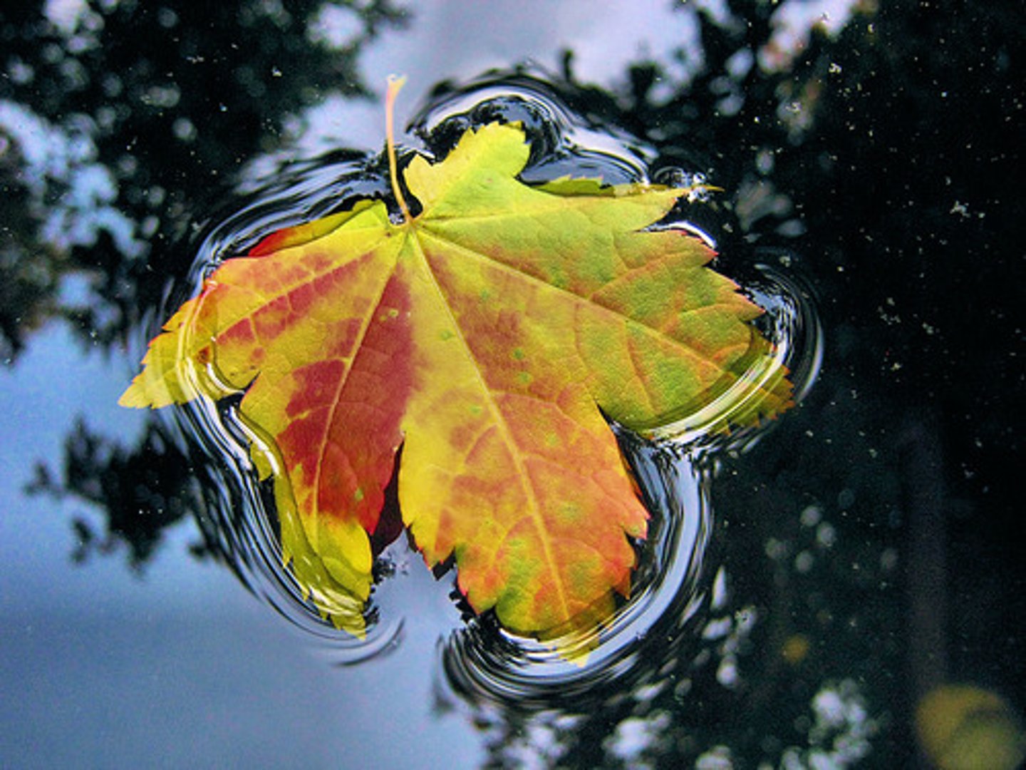 <p>The force exerted along the surface of a fluid that causes it to "bead up" and form into drops</p>