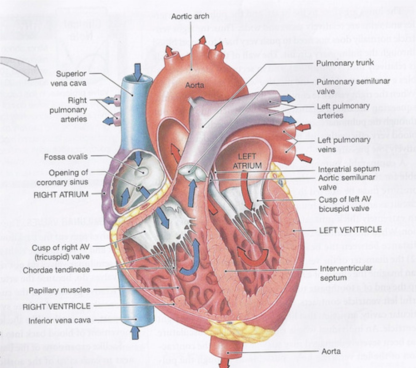 knowt flashcard image