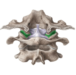 <p>Name joint in green</p>