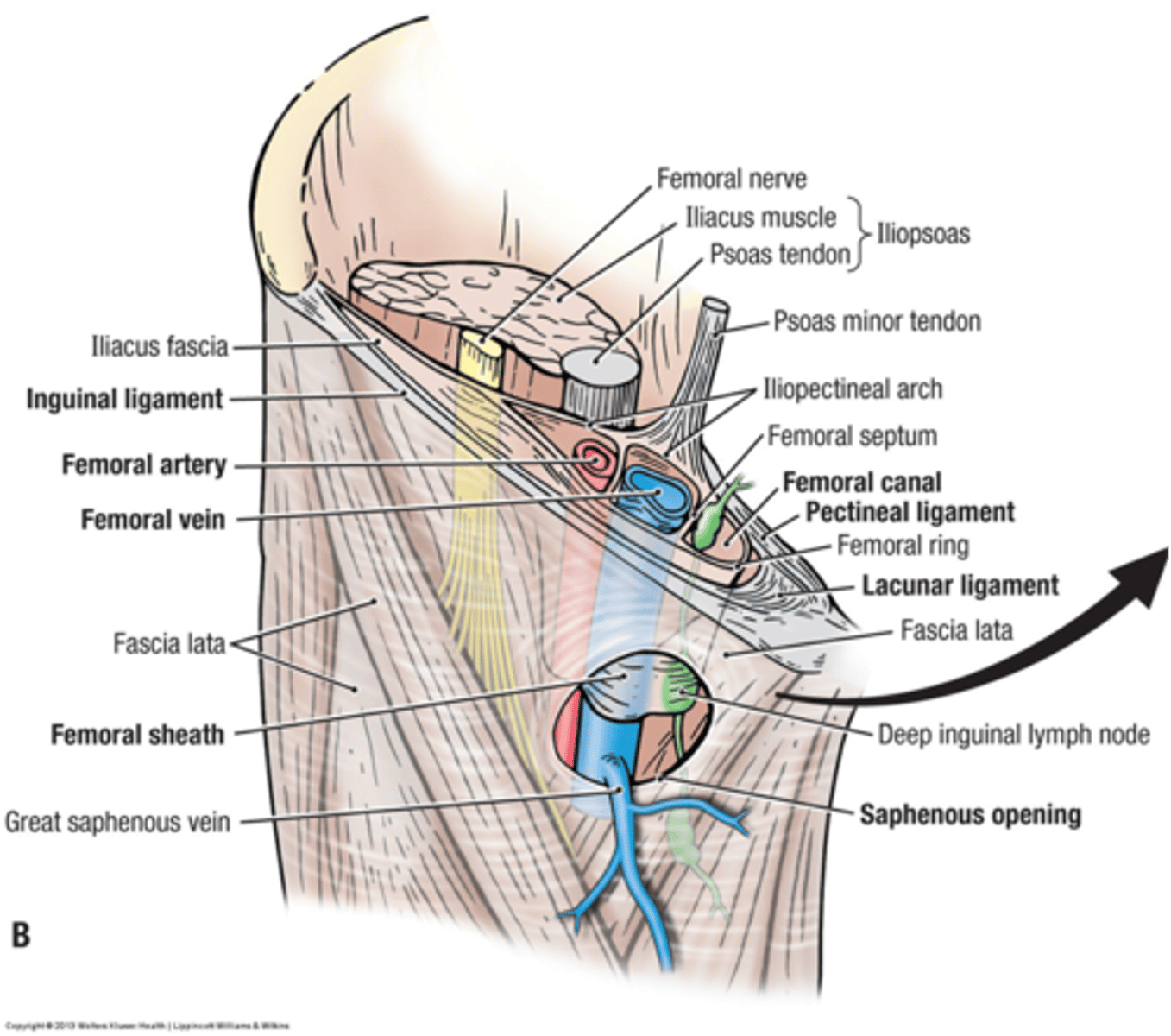 <p>Medial compartment of femoral sheath</p><p>Opening is closed by femoral septum</p><p>Contents: condensation of fat, LN, lymphatic vessels</p>
