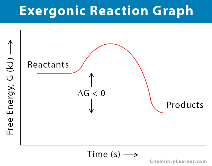 <p>spontaneous, releasing energy, -<strong>ΔG</strong></p>