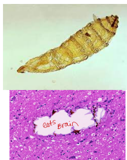 <ul><li><p><strong>Neoplasia: <u>meningioma #1</u></strong></p><ul><li><p><strong><u>cats see changes in behaviour **</u></strong></p></li><li><p><strong><u>dogs</u></strong> have <strong><u>seizures</u></strong></p></li></ul></li><li><p><strong>FIP: </strong>ventriculitis &amp; diffuse inctercranial/spinal signs, <u>high protien fluid</u></p></li><li><p><strong>Ischemic encephalopathy FIE: </strong><u>Parasite migration</u> through the brain, <strong>variable forebrain signs, <u>sneezing</u></strong></p></li><li><p><strong>Stroke: </strong>renal, endocrinopathies, hypertension, systemic disease</p></li><li><p><strong>Idiopathic:</strong> <u>bimodal,</u> normal neuro exam, 9-12y cats</p></li></ul><p></p>