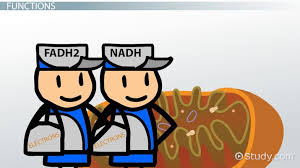 <p>The reduction of NAD+ and FAD during the Krebs cycle. </p>