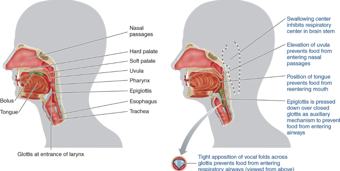 <p>involves a series of voluntary and involuntary movements that protect the airway and propel the food bolus downwards</p>