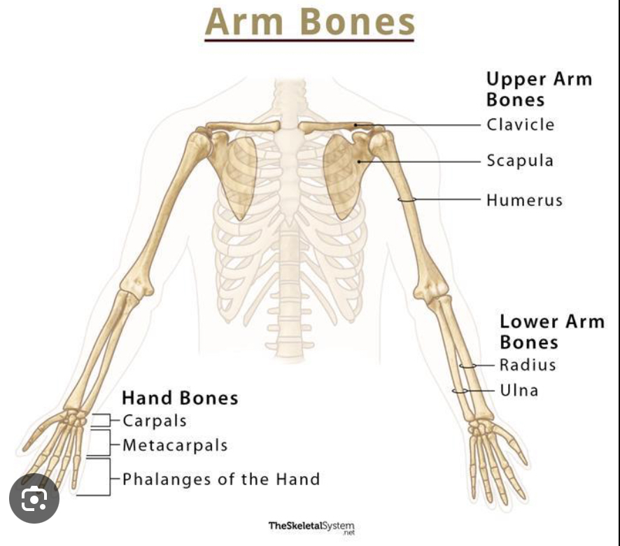 <p>wrist bones</p>