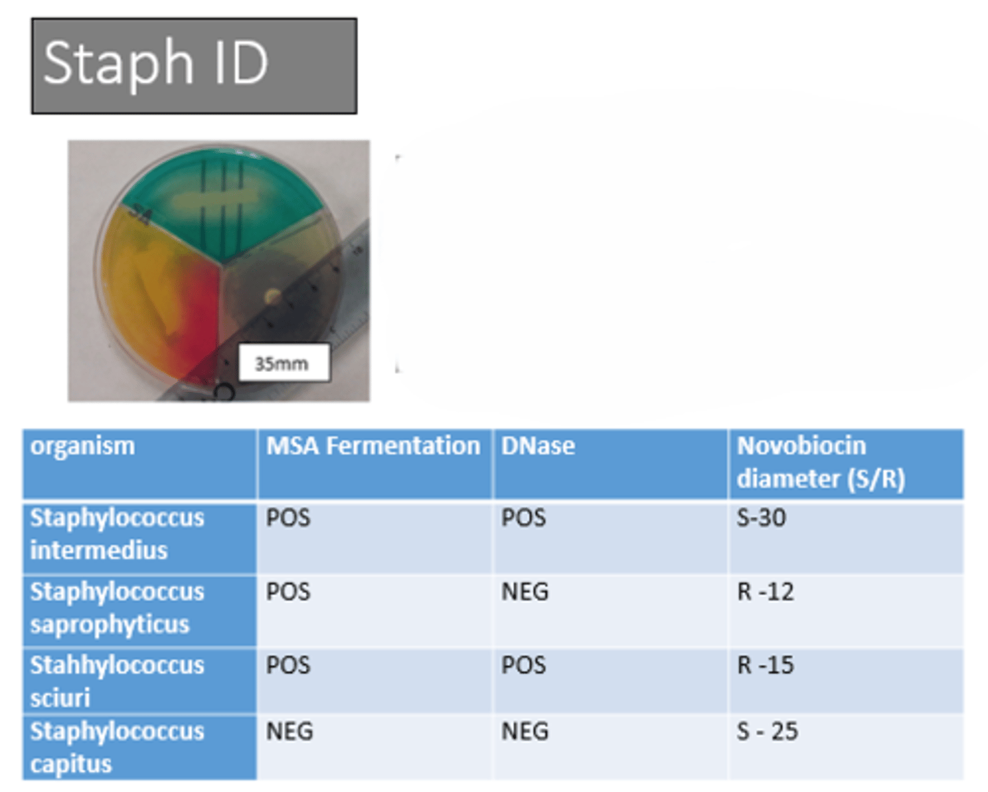 <p>MSA: + (yellow)</p><p>DNase: + (clearing)</p><p>Novobiocin susceptibility: S (35mm)</p><p>- Staphylococcus intermedius</p>
