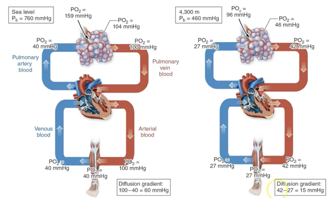 <p>Less barometric pressure→Less PPO2</p>