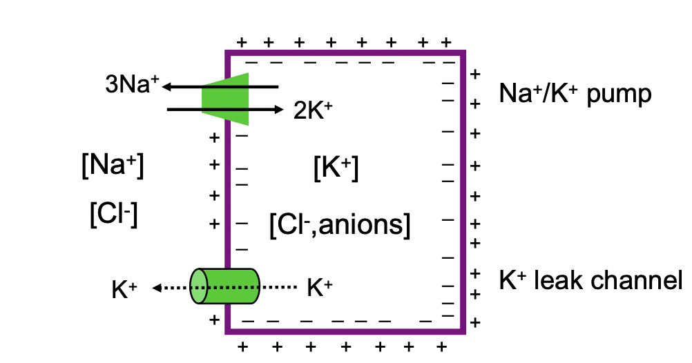 
1. K+ leak channel

   
   1. major role in membrane potential
   2. outward flow of K+
2. Na+ K+ pump

   
   1. maintains Na+ gradient with low Cytosolic Na+, K+ concentration with high cytosolic K+
   2. electrogenic 3 Na+ ions pumped out of cell, 2 K+ ions pumped into the cell

      
      1. net is 1 ion pumped out (more out than in)