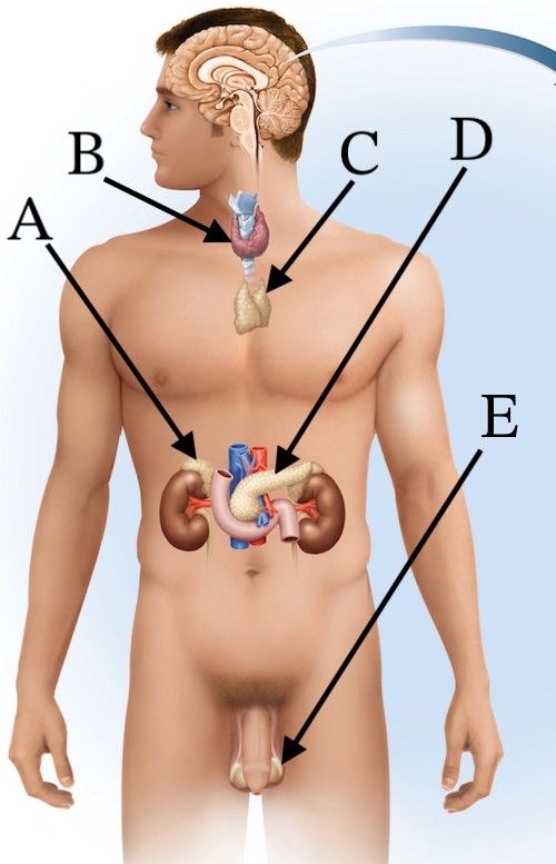 <p>Hornones from which organ have the greatest effect on the basal metabolic rate (BMR)?</p>