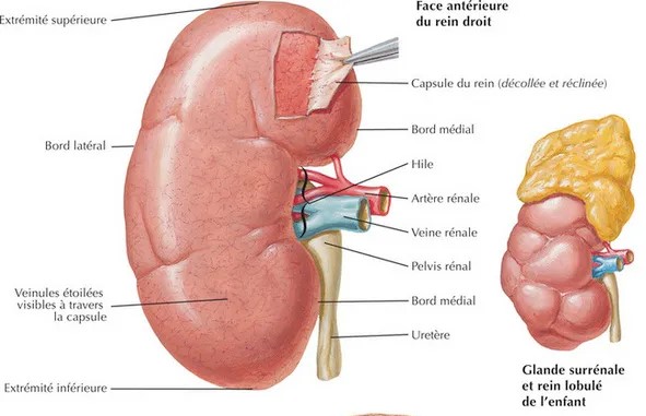 <ul><li><p>forme de haricot</p></li><li><p>12cm de hauteur, 6cm de largeur et 3cm d&apos;épaisseur</p></li><li><p>2 faces convexes (ant/post)</p></li><li><p>2 pôles (sup/inf)</p></li><li><p>partie concave : au niveau du hile antéro-médial → passent le pédicule vasculo-nerveux + voie excrétrice urinaire</p></li><li><p>d&apos;arrière en avant : veine rénale → artère rénale → uretère</p></li></ul>