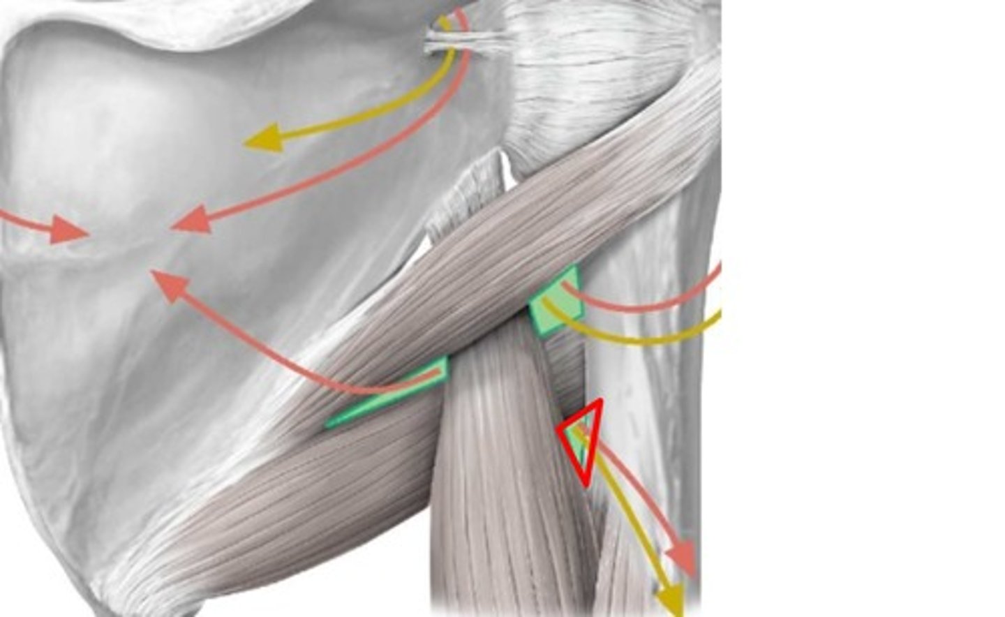 <p>deep/profunda brachial artery, radial nerve</p>