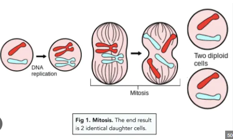 <ol><li><p><strong>interphase</strong>- dna is copied</p></li><li><p><strong>mitosis-</strong> replicated chromosomes separate and move to opposite ends of the cell</p></li><li><p><strong>cytokenesis-</strong> splits into two daughter cells</p></li></ol><p></p>