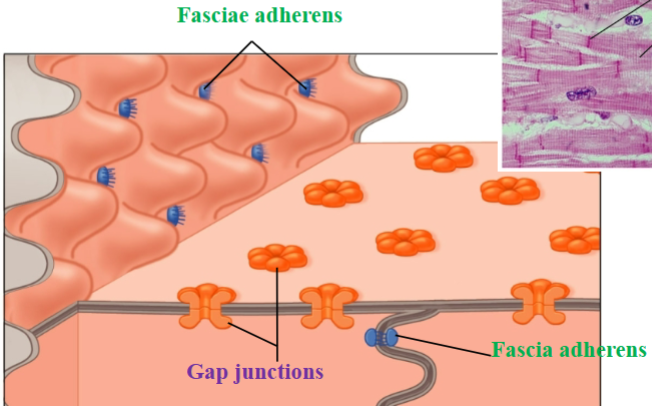 <p><span style="background-color: transparent;"><span>Allow for quick communication between cells for a coordinated contraction</span></span></p>