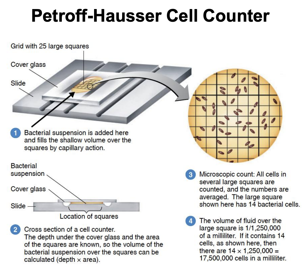 <ol><li><p>Grid with 25 large squares, cover glass slide, bacterial suspension is then added and fills shallow volume over squares by capillary action</p></li><li><p>Depth under cover glass and area of squares are known, so <strong>volume of bacteria suspension over squares</strong> can be calculated <em><u>(depth x area)</u></em></p></li><li><p>Microscopic count: All cells in several large squares are counted, and numbers are averaged. Large square has <strong>14 bacterial cells.</strong></p></li><li><p>Volume of fluid over large square = 1 / 1,250,000</p><ol><li><p>14 cells x 1,250,000 mL = <strong>17,500,000 cells/mL</strong></p></li></ol><p></p></li></ol><p></p>