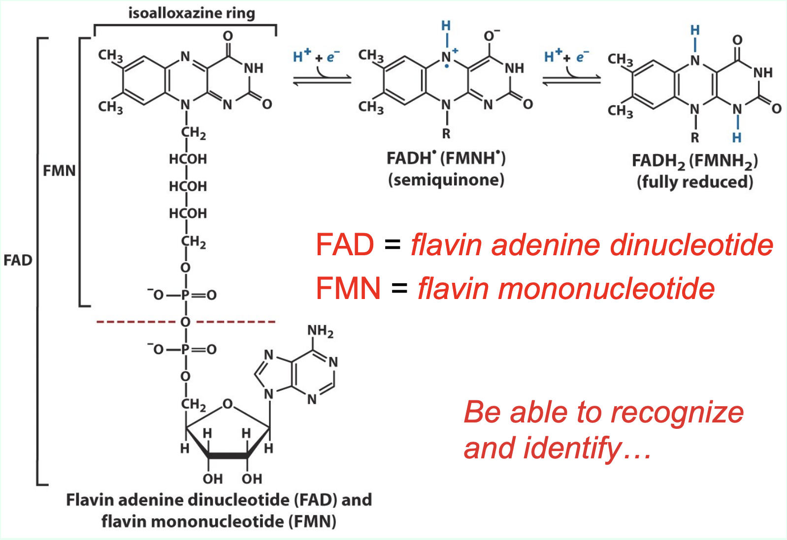 <p>Both contain an <strong>isoalloxazine (flavin) ring</strong>, which is the redox-active portion of the molecule.</p>