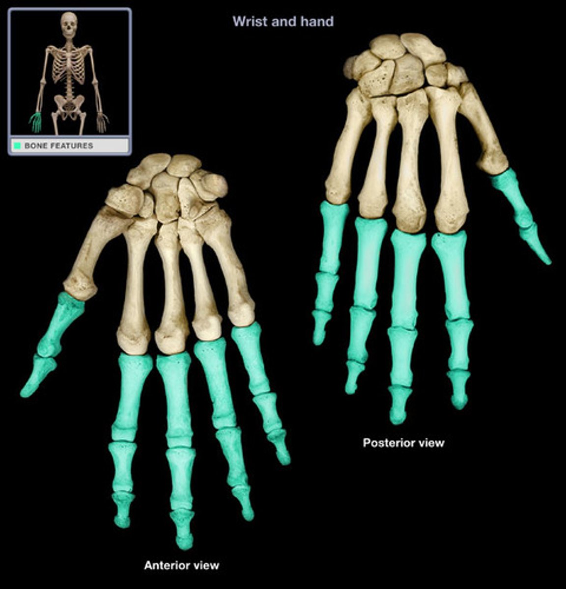 <p>14 total; four digits each consisting of proximal, middle, and distal bone, the pollex having only two; each phalanx has a proximal base and a distal head</p>