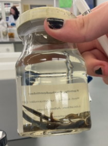 <p>Plethodon cinerus</p><p>Eastern Red-backed Salamander</p><p>Not assessed</p><p>Family Plethodontidae</p><p>Red or black dorsal line</p><p>Belly is grey</p><p>7-9 costal grooves</p><p>Lay eggs on land until they hatch into mini adults</p><p>They are erythristic (black and sides bright red) colour variations are occasionally found</p><p>Body is slender with a long tail and small legs</p><p>Have 2 phases: redback and leadback</p>