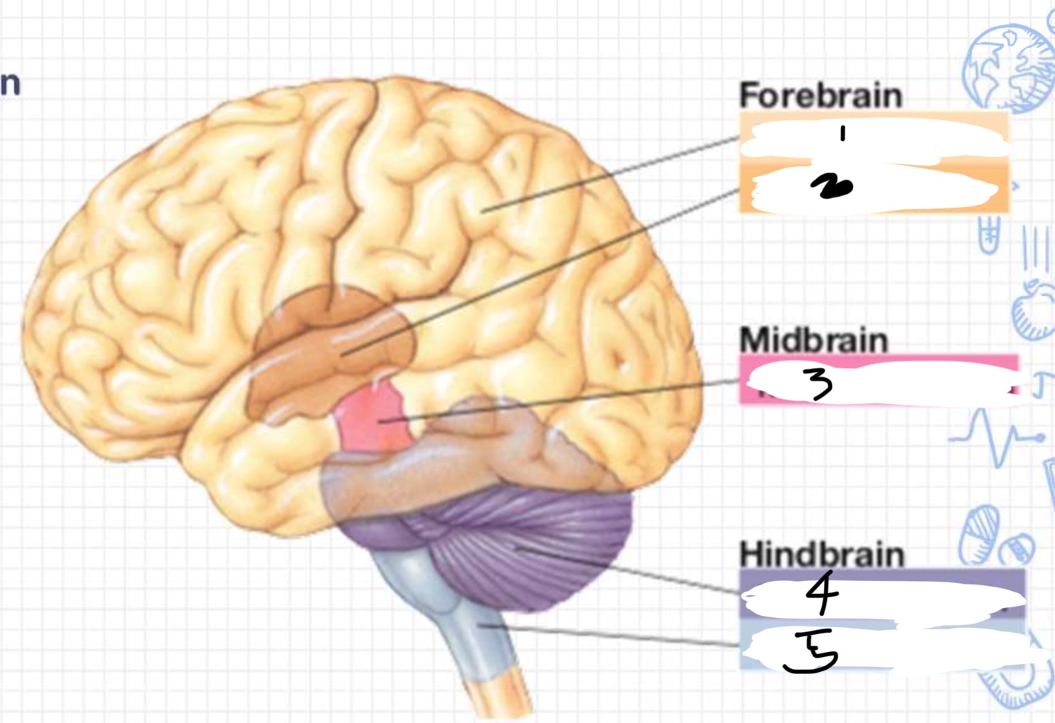 knowt flashcard image
