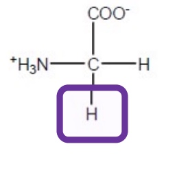 <p>Gly-G-Hydrophobic and usually resides in forbidden parts of protein structures e.g turns in structures</p>