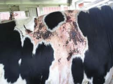 <p>primary, results in skin cell membrane damage </p>