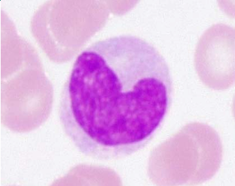 <p> “Kidney-shaped” or “bean-shaped”</p><p> Largest of the formed elements <br>    o Bigger than the RBC </p><p> Cytoplasm is more abundant and has a grayish blue tint </p><p> They stay in the circulation for an average of 72 hours before they are deposited in the tissue and are converted to macrophages</p>