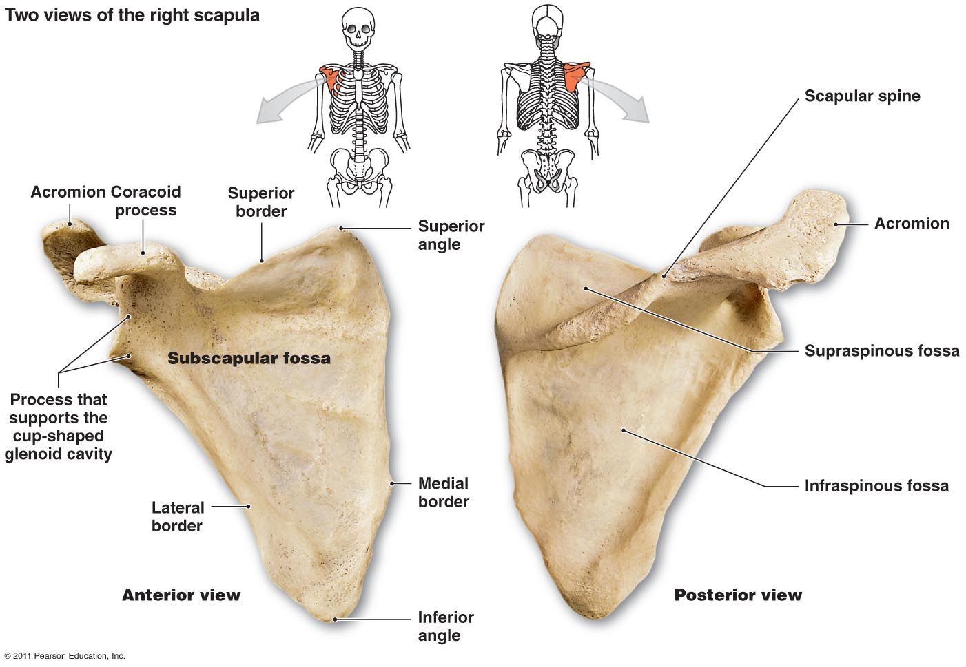 <p>1) Spine of scapula </p><p>2) Coracoid process </p><p>3) Acromion process</p>