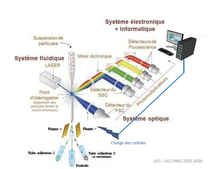 <p>Le <strong>FACS (Fluorescence Activated Cell Sorter) </strong>est un cytomètre en flux capable de trier physiquement des cellules. Chaque cellule détectée avec des caractéristiques spécifiques (taille, granularité ou fluorescence) reçoit une charge électrique, puis est déviée dans un champ électromagnétique vers un réservoir approprié, permettant d’isoler des populations cellulaires pour analyses ou cultures.</p>