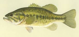 <p>Sunfish, Bass</p>