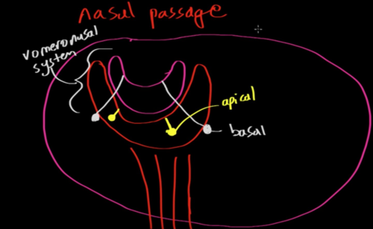 <p>(B) Basal Cells, Apical Cells</p><p>The Basal and Apical Cells in the vomeronasal system are responsive to pheromones.</p>