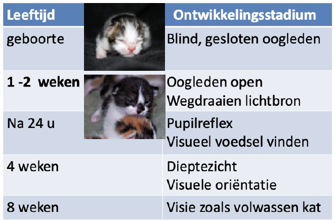 <p>○ Katten hebben grote ogen in relatie tot hun lichaamsgrootte</p><p>○ Het zicht is aangepast om te jagen</p><p>○ Ogen aangepast aan nachtzicht</p><p>○ Tapetum lucidum</p><p>■ Reflecteert licht en maakt nachtzicht mogelijk</p><p>■ Meer gevoelige lagen in de retina kat heeft maar 15% lichtsterkte mens nodig</p><p>○ Katten zijn een beetje bijziend in tegenstelling van de hond (verziend)</p><p>○ Alle kittens hebben staalblauwe ogen als ze geboren zijn</p><p>■ Dus als een kitten blauwe ogen heeft is die jonger dan 6 weken</p>