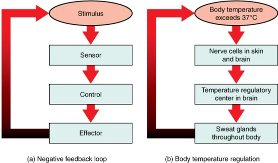 <p><strong> Structural difference between Hemostasis and Homeostasis</strong></p>