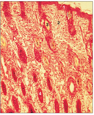 <p>name of histologic slide:</p><p>Specie:</p><p>Parts</p><p>1.__ 2.__ 3.__ 4.__</p><p>Stain used:</p>