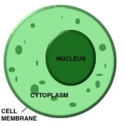 <p>the region in a cell between the cell membrane and nucleus; it contains the cell structures and oganelles</p>