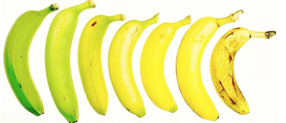 <p>The green banana in this photo…</p>
