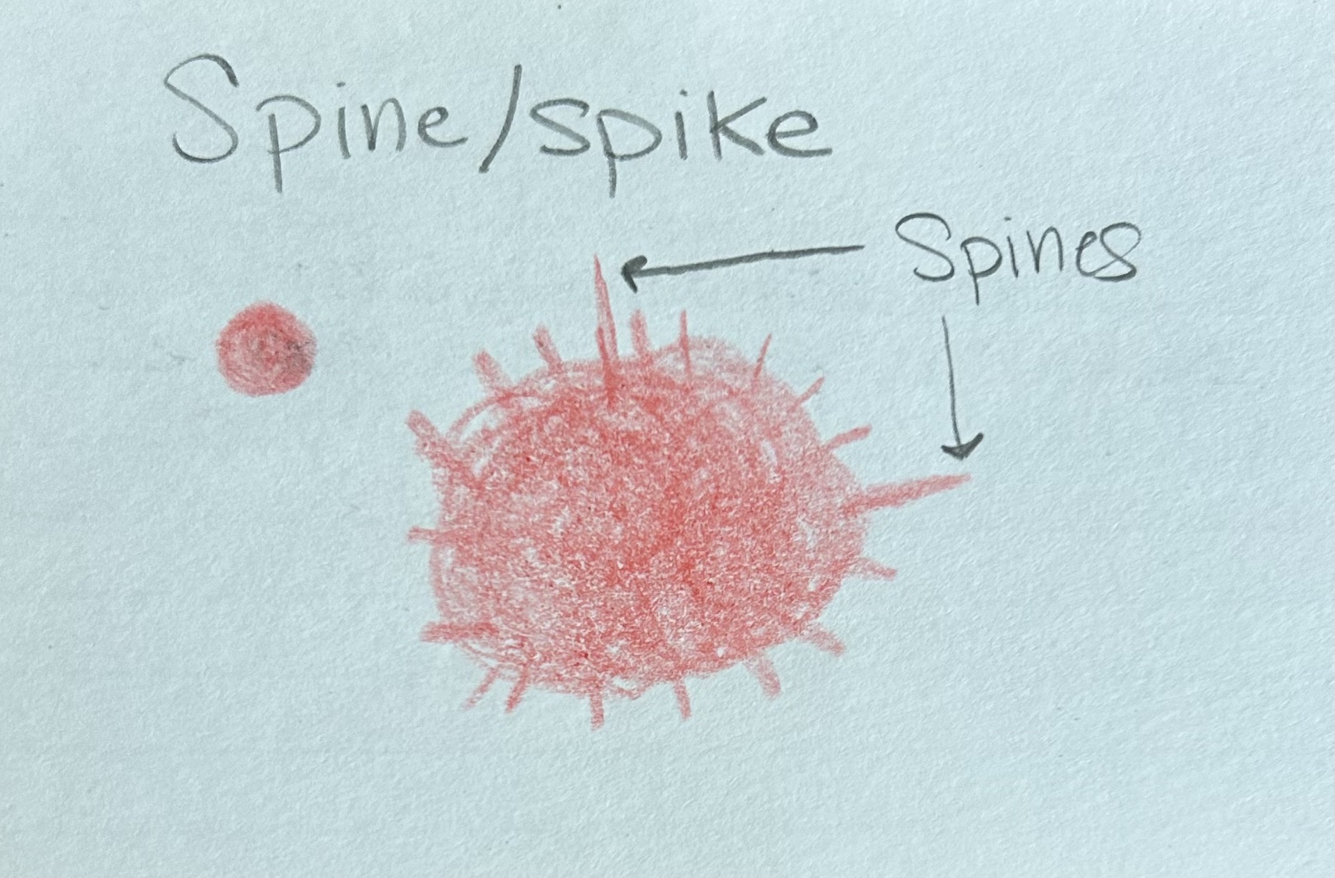 <p>Elongated blood streaks radiating away from the center of a bloodstain </p>