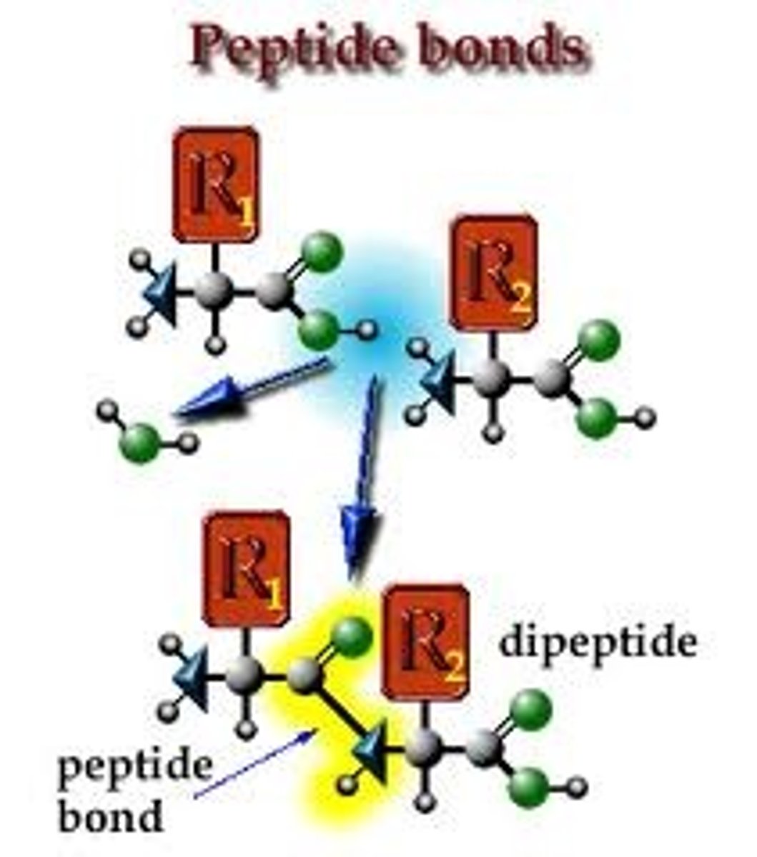 <p>A protein formed by two amino acids linked by a peptide bond,</p>