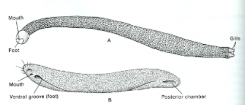 <p>Phylum Mollusca: Aplacophora Overview</p>