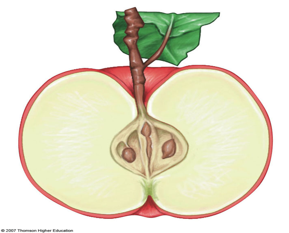 <ol><li><p>Fruit Name</p></li><li><p>Fruit Scientific Name</p></li><li><p>Fruit type</p></li></ol>