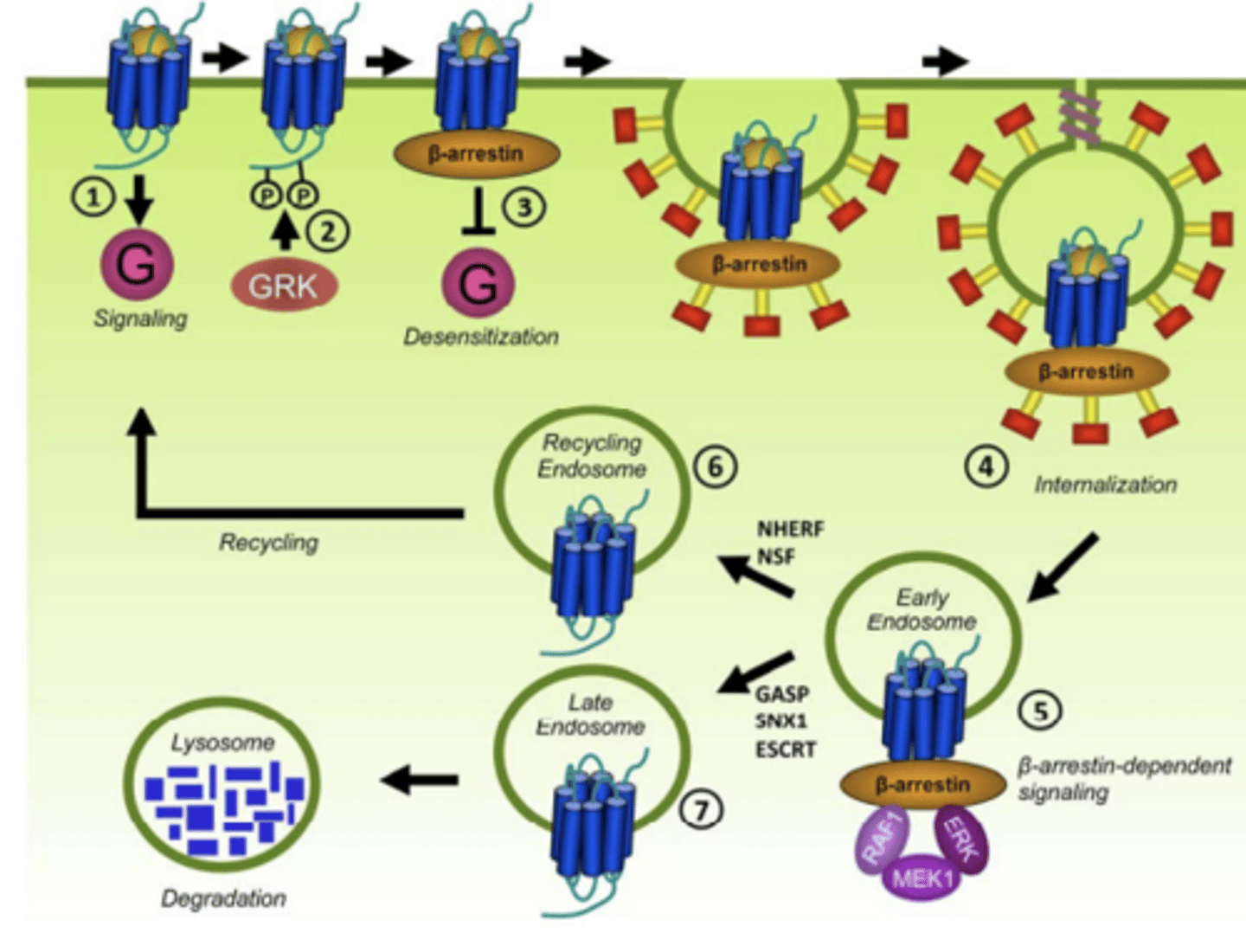 <p>receptor phosphorylation through GPCR-associated kinases (GRKs) as well as other kinases (PKA)</p>